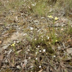 Diuris chryseopsis at Belconnen, ACT - 5 Oct 2017