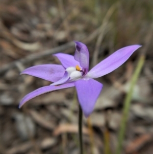 Glossodia major at Cook, ACT - 5 Oct 2017