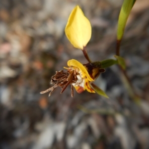 Psychidae (family) IMMATURE at Aranda, ACT - 4 Oct 2017