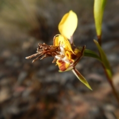 Psychidae (family) IMMATURE at Aranda, ACT - 4 Oct 2017