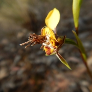 Psychidae (family) IMMATURE at Aranda, ACT - 4 Oct 2017