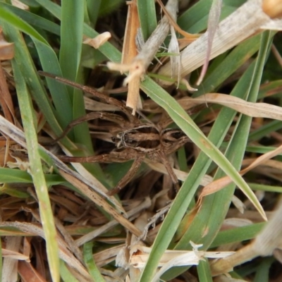 Venatrix sp. (genus) (Unidentified Venatrix wolf spider) at Belconnen, ACT - 27 Sep 2017 by CathB