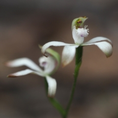 Caladenia ustulata (Brown Caps) at Point 5805 - 7 Oct 2017 by David