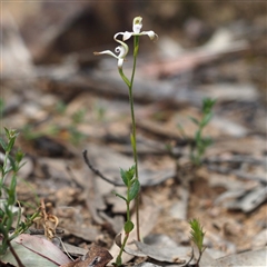 Caladenia ustulata at Point 5805 - suppressed