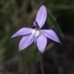 Glossodia major (Wax Lip Orchid) at Point 5805 - 7 Oct 2017 by David