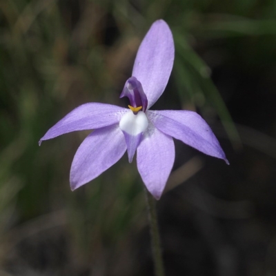 Glossodia major (Wax Lip Orchid) at Point 5805 - 7 Oct 2017 by David