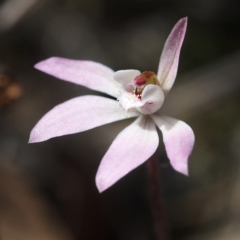 Caladenia fuscata (Dusky Fingers) at Point 5805 - 7 Oct 2017 by David