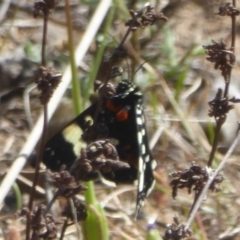 Periscepta polysticta (Spotted Day Moth) at Stromlo, ACT - 4 Oct 2017 by Christine