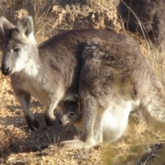 Osphranter robustus (Wallaroo) at Paddys River, ACT - 5 Jul 2015 by Christine