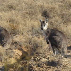 Osphranter robustus robustus at Paddys River, ACT - 6 Jul 2015