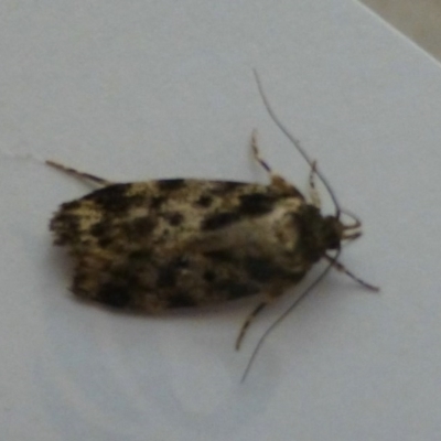 Barea confusella (A Concealer moth) at Flynn, ACT - 11 Nov 2013 by Christine