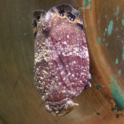 Platybrachys vidua (Eye-patterned Gum Hopper) at Flynn, ACT - 12 Nov 2013 by Christine