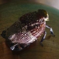 Platybrachys vidua at Flynn, ACT - 12 Nov 2013 12:00 AM