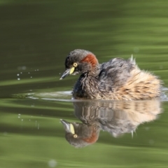 Tachybaptus novaehollandiae (Australasian Grebe) at Bega, NSW - 8 Oct 2017 by Leo