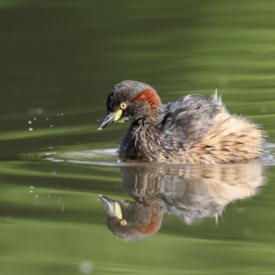 Tachybaptus novaehollandiae (Australasian Grebe) at Bega, NSW - 8 Oct 2017 by Leo