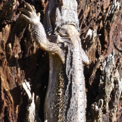 Pogona barbata (Eastern Bearded Dragon) at Mount Ainslie - 16 Nov 2013 by Christine