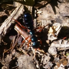 Diamma bicolor (Blue ant, Bluebottle ant) at Cotter River, ACT - 12 Dec 2013 by Christine