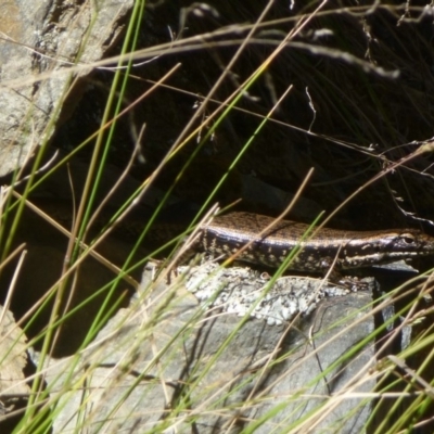 Eulamprus heatwolei (Yellow-bellied Water Skink) at Cotter River, ACT - 12 Dec 2013 by Christine