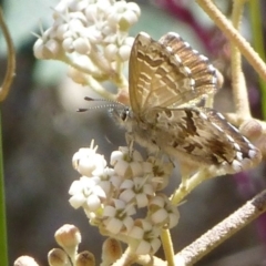 Neolucia agricola (Fringed Heath-blue) at Cotter River, ACT - 11 Dec 2013 by Christine