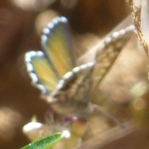 Neolucia agricola at Cotter River, ACT - 12 Dec 2013 12:00 AM