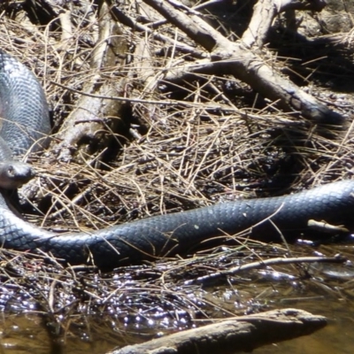 Pseudechis porphyriacus (Red-bellied Black Snake) at Stromlo, ACT - 12 Dec 2013 by Christine