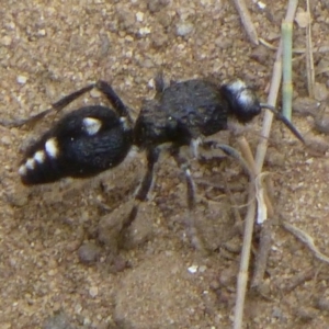 Bothriomutilla rugicollis at Uriarra Recreation Reserve - 24 Dec 2014