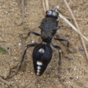 Bothriomutilla rugicollis at Uriarra Recreation Reserve - 24 Dec 2014