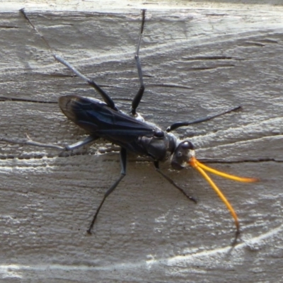 Pompilidae (family) (Unidentified Spider wasp) at Stromlo, ACT - 23 Dec 2013 by Christine