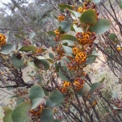 Daviesia latifolia (Hop Bitter-Pea) at Collector, NSW - 8 Oct 2017 by MaartjeSevenster