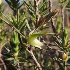 Melichrus urceolatus (Urn Heath) at Molonglo, ACT - 3 Oct 2017 by michaelb