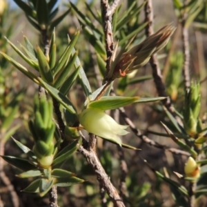 Melichrus urceolatus at Molonglo River Reserve - 3 Oct 2017 04:55 PM