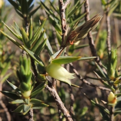 Melichrus urceolatus (Urn Heath) at Molonglo, ACT - 3 Oct 2017 by michaelb