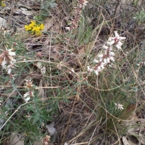 Lissanthe strigosa subsp. subulata at Gundaroo, NSW - 8 Oct 2017 12:00 AM