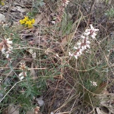 Lissanthe strigosa subsp. subulata (Peach Heath) at Gundaroo, NSW - 7 Oct 2017 by MaartjeSevenster