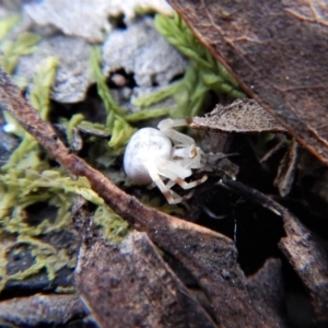 Zygometis xanthogaster at Belconnen, ACT - 6 Oct 2017