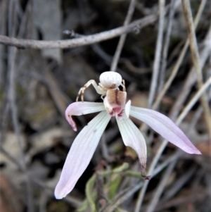 Zygometis xanthogaster at Belconnen, ACT - 6 Oct 2017