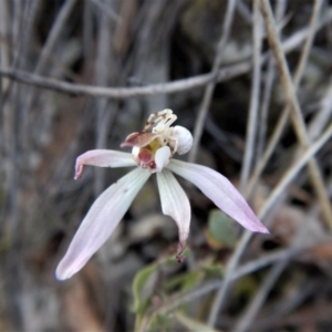 Zygometis xanthogaster at Belconnen, ACT - 6 Oct 2017