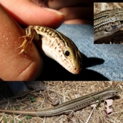 Ctenotus robustus (Robust Striped-skink) at Googong, NSW - 24 Jan 2009 by Wandiyali