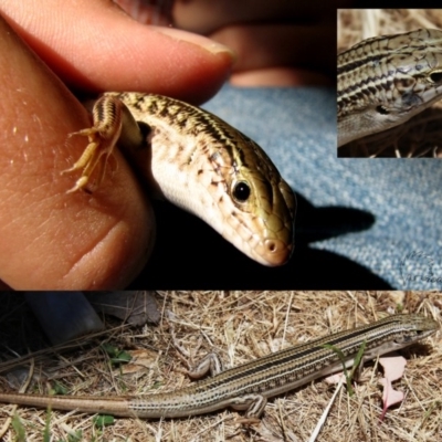 Ctenotus robustus (Robust Striped-skink) at Googong, NSW - 24 Jan 2009 by Wandiyali