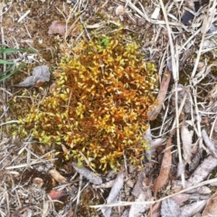 Funaria hygrometrica (Moss) at Hughes, ACT - 7 Oct 2017 by ruthkerruish