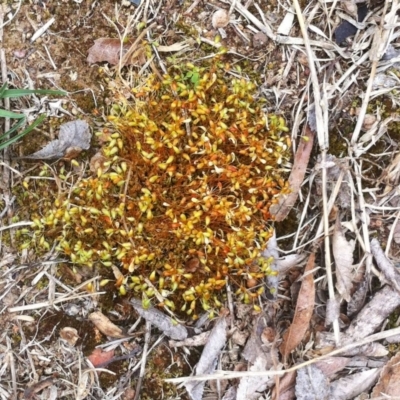 Funaria hygrometrica (Moss) at Hughes, ACT - 7 Oct 2017 by ruthkerruish