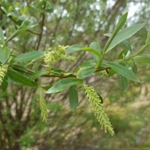 Salix sp. at O'Malley, ACT - 8 Oct 2017