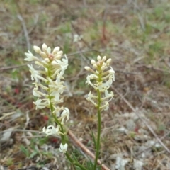 Stackhousia monogyna (Creamy Candles) at O'Malley, ACT - 8 Oct 2017 by Mike