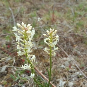 Stackhousia monogyna at O'Malley, ACT - 8 Oct 2017 11:27 AM