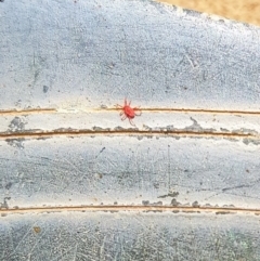 Trombidiidae (family) (Red velvet mite) at Queanbeyan, NSW - 8 Oct 2017 by Speedsta