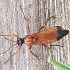 Ichneumonidae (family) (Unidentified ichneumon wasp) at Queanbeyan West, NSW - 2 Sep 2017 by Speedsta