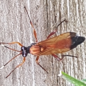 Ichneumonidae (family) at Queanbeyan West, NSW - 2 Sep 2017 11:46 AM