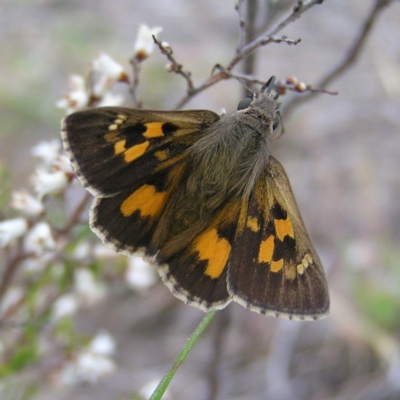 Trapezites phigalia (Heath Ochre) at Mount Taylor - 8 Oct 2017 by MatthewFrawley