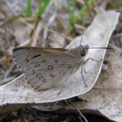 Trapezites phigalia at Kambah, ACT - 8 Oct 2017