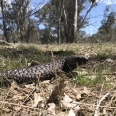 Tiliqua rugosa (Shingleback Lizard) at Mulligans Flat - 8 Oct 2017 by JasonC